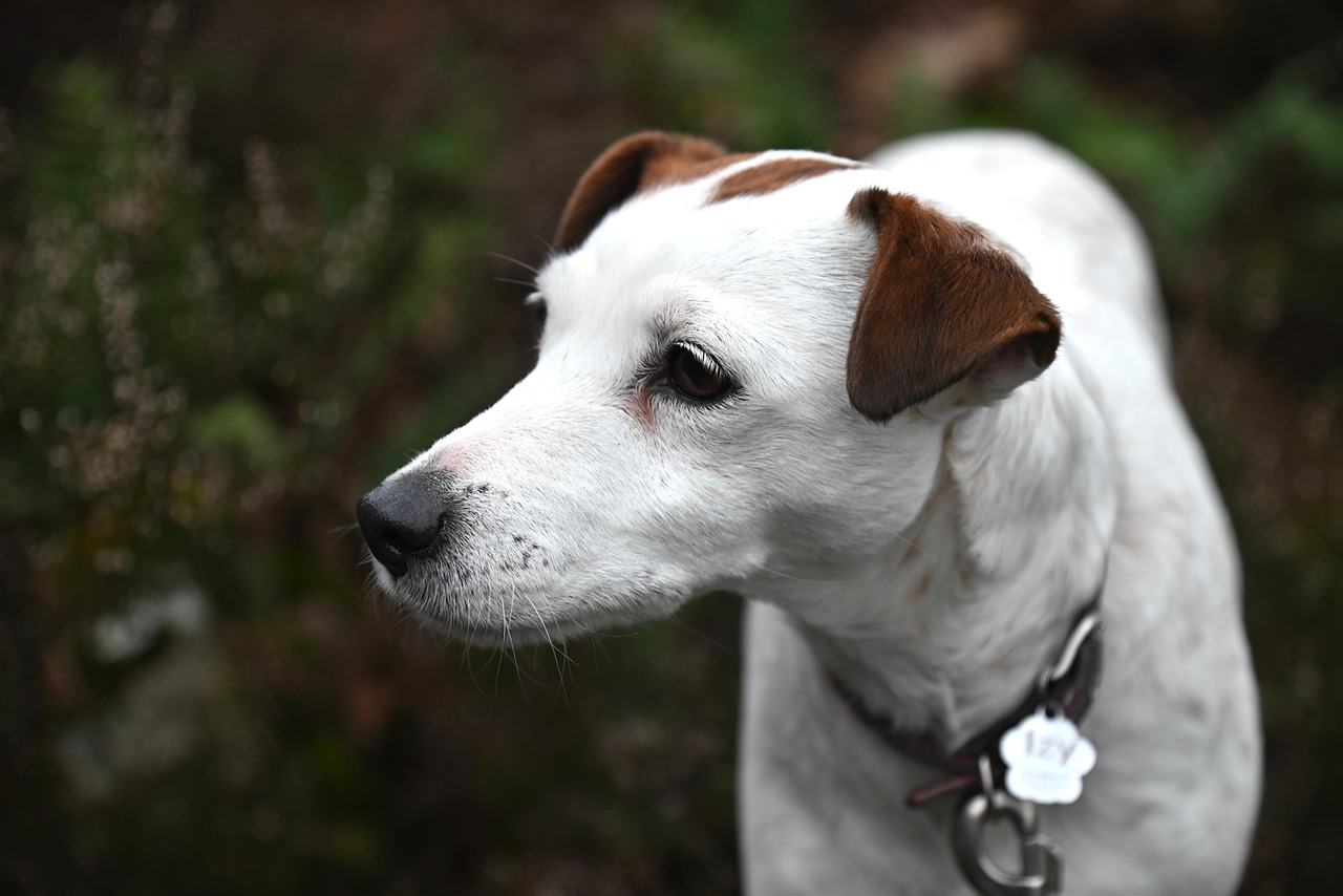 강아지 임신 출산 가이드 (4)
