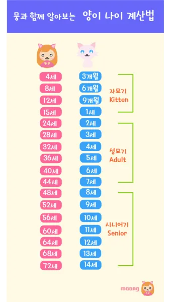 &amp;quot;고양이