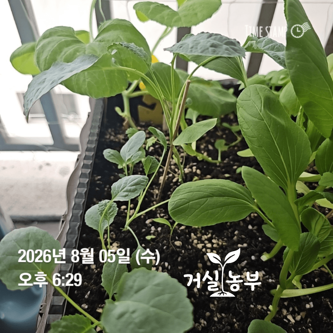 베란다 화분에서 키우고 있는 케일