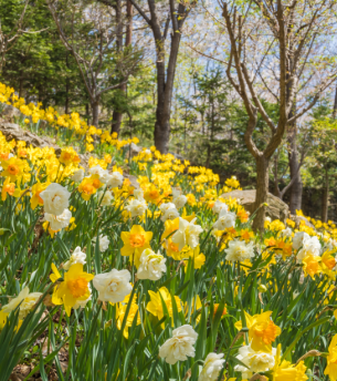 화담숲 봄 수선화 축제