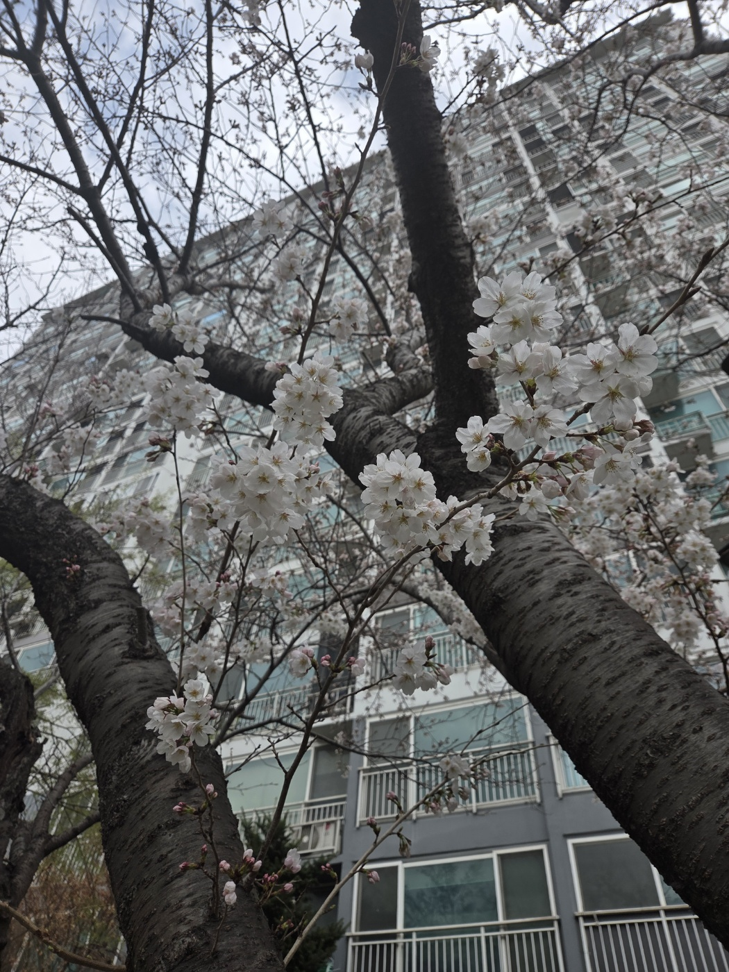 벚꽃 2