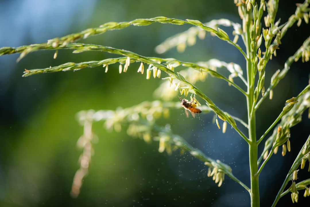 Pollen