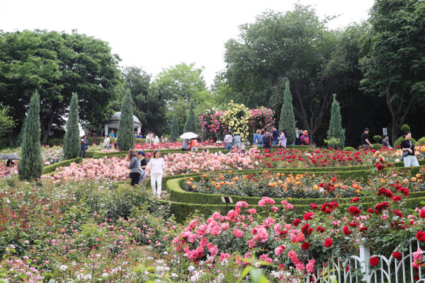 부천 백만송이장미원 축제 일정과 관람 꿀팁 총정리
