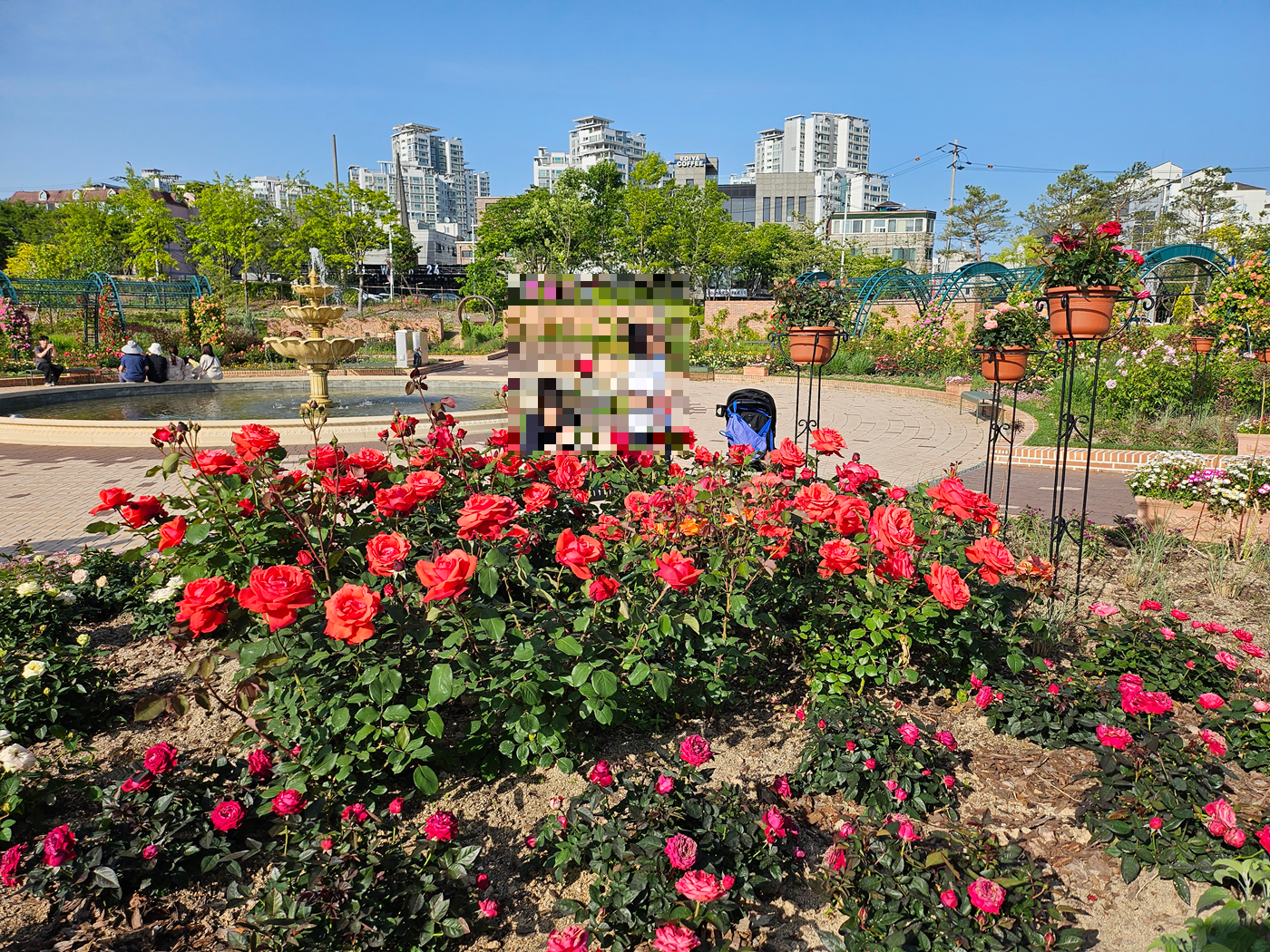 일월수목원 장미