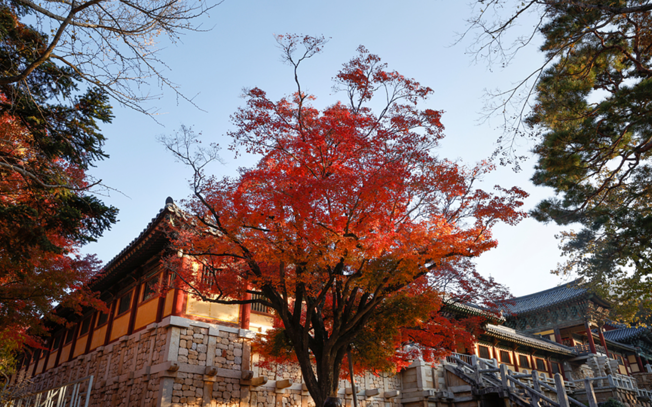 불국사 단풍