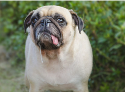 개의 재채기, 콧물