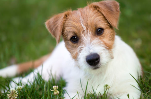 잭 러셀 테리어