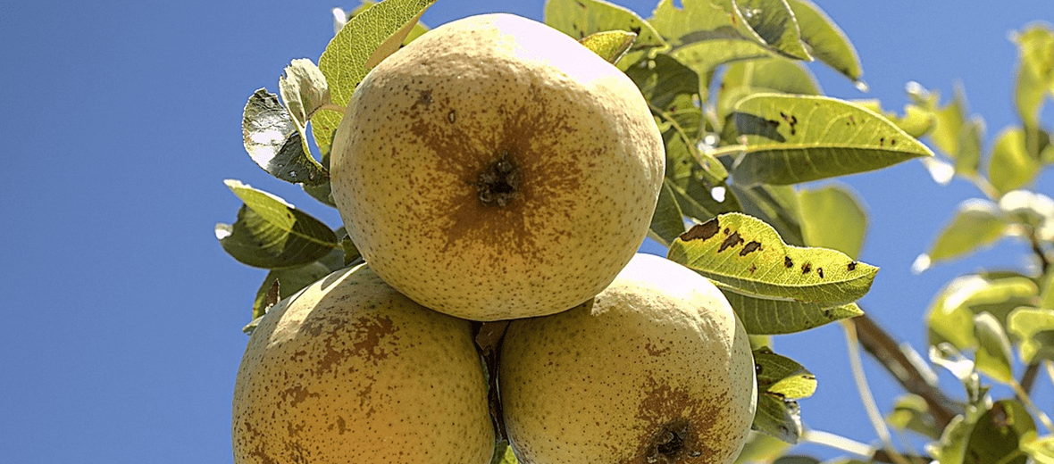 과일 배 사진 - 25