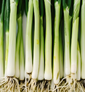 대파 보관하는 방법