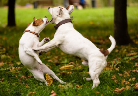 싸우려 하는 개