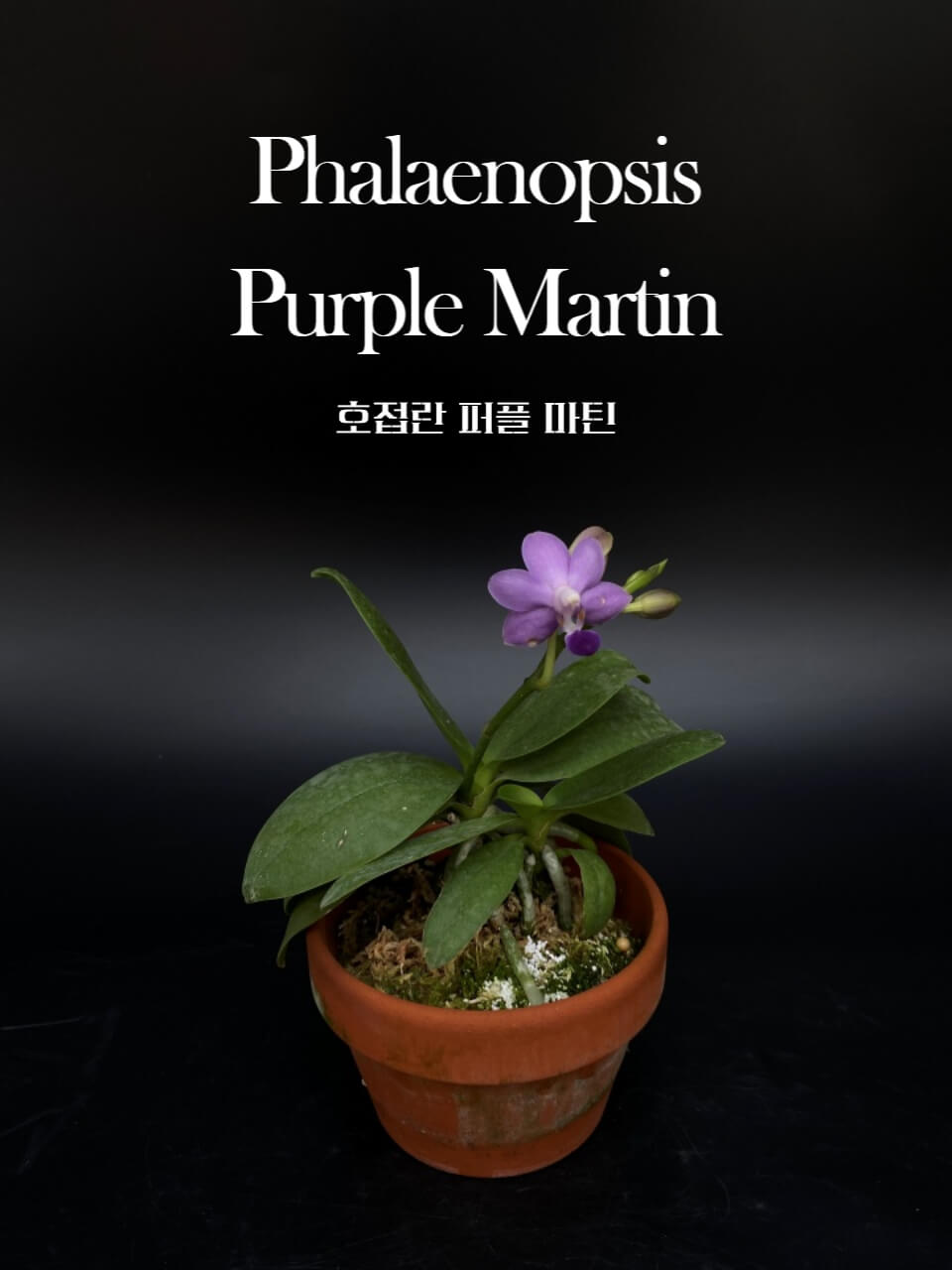 Phalaenopsis Purple Martin