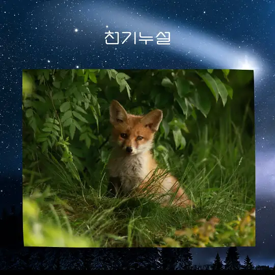 여우가 등장하는 꿈 해몽