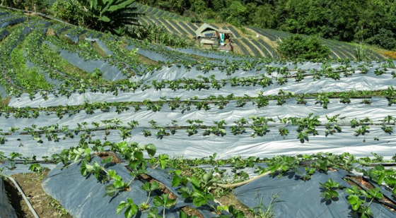 공익직불금 신청