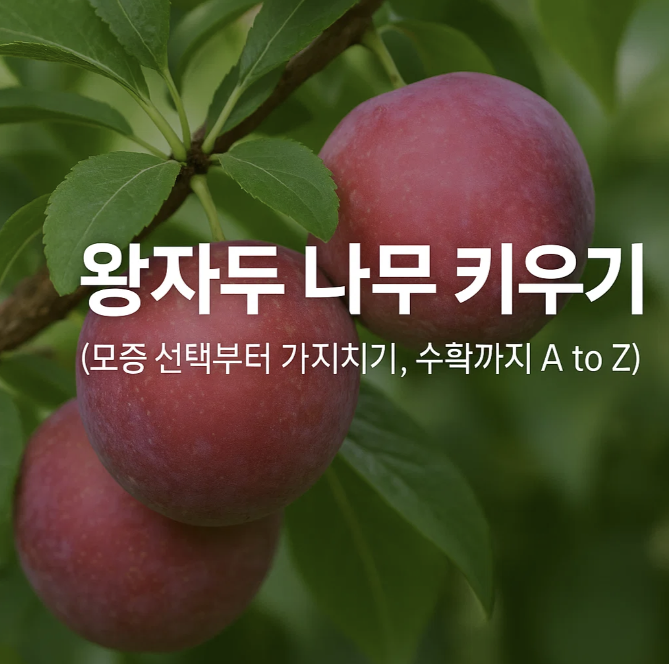 왕자두 나무 키우기 (모종 선택부터 가지치기, 수확까지 A to Z)