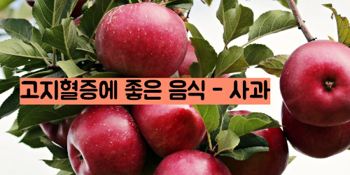 고지혈증에 좋은 음식