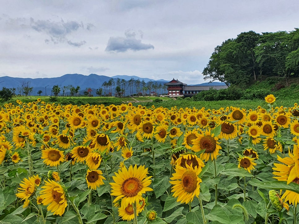 경주 월정교 해바라기