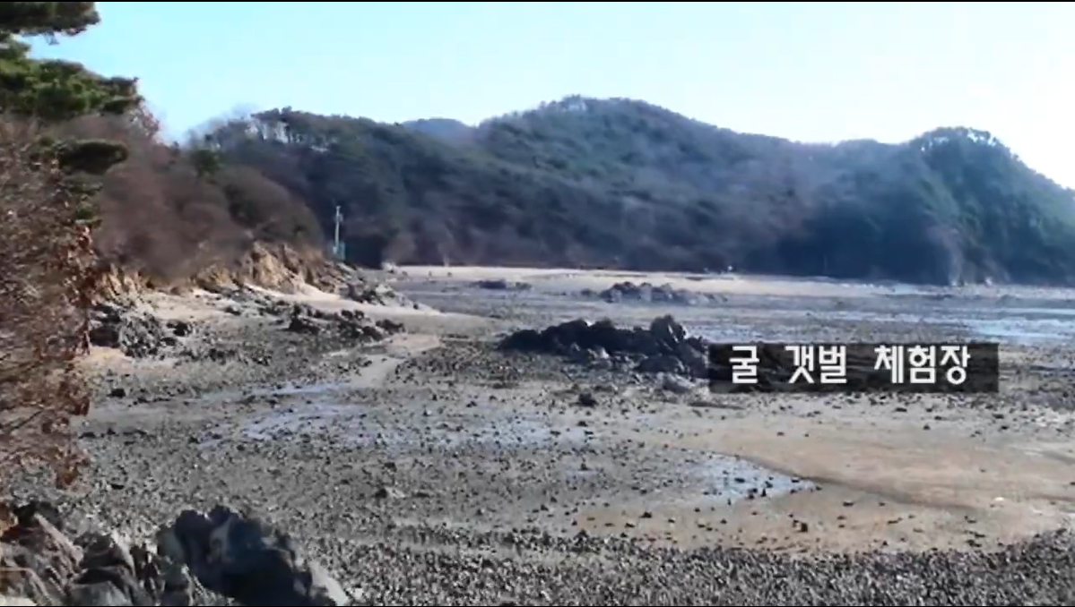 대부도 굴 갯벌 체험장