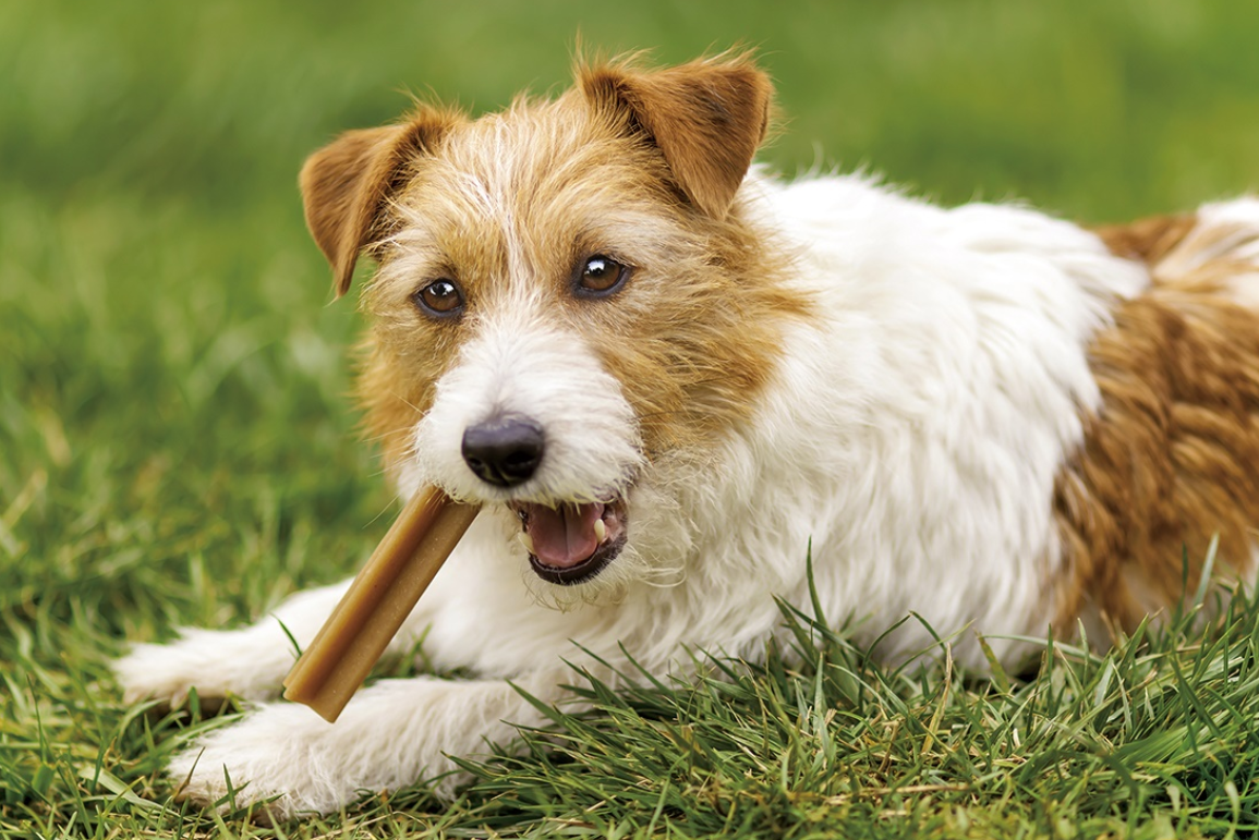 반려 동물 인구 천만 시대, 펫팸족이라는 신조어가 등장할 만큼 반려 동물에 대한 관심이 높다.