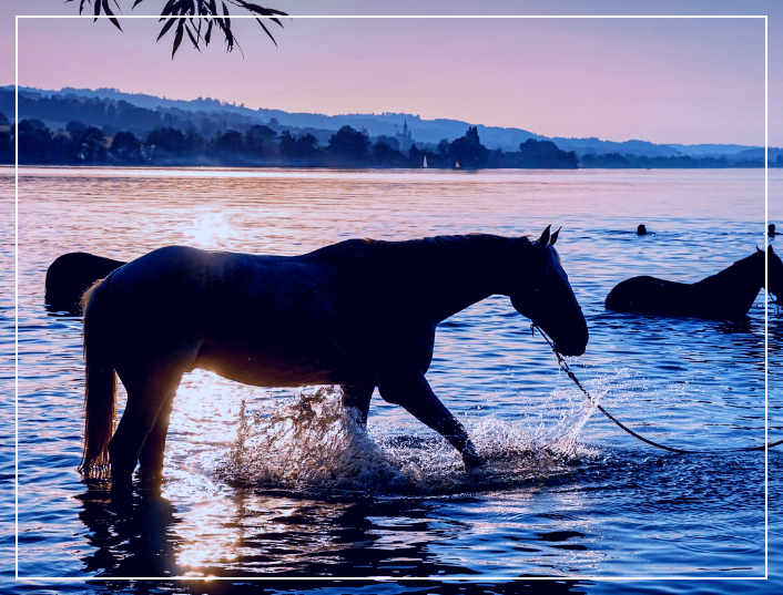 말띠에게 도전과 조율의 해