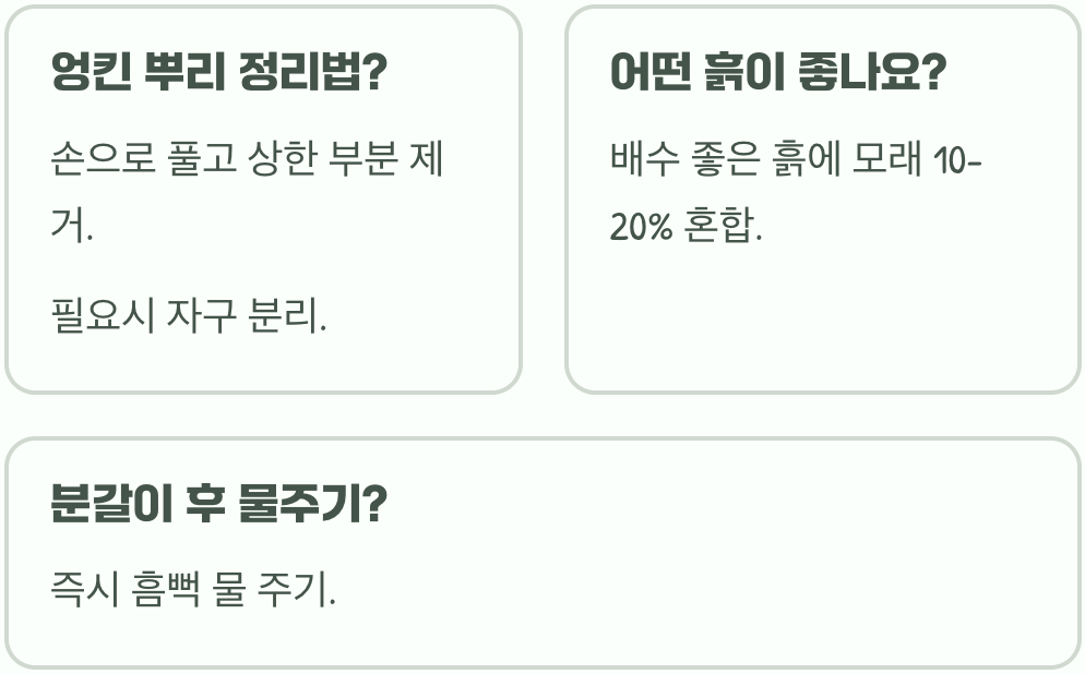 심은 지 몇 년 된 바람꽃&amp;#44; 꽃이 점점 줄어드는 이유와 분갈이 신호