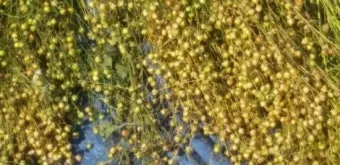 아마 재배 파종 시기 잡초 관리 섬유용 수확_7