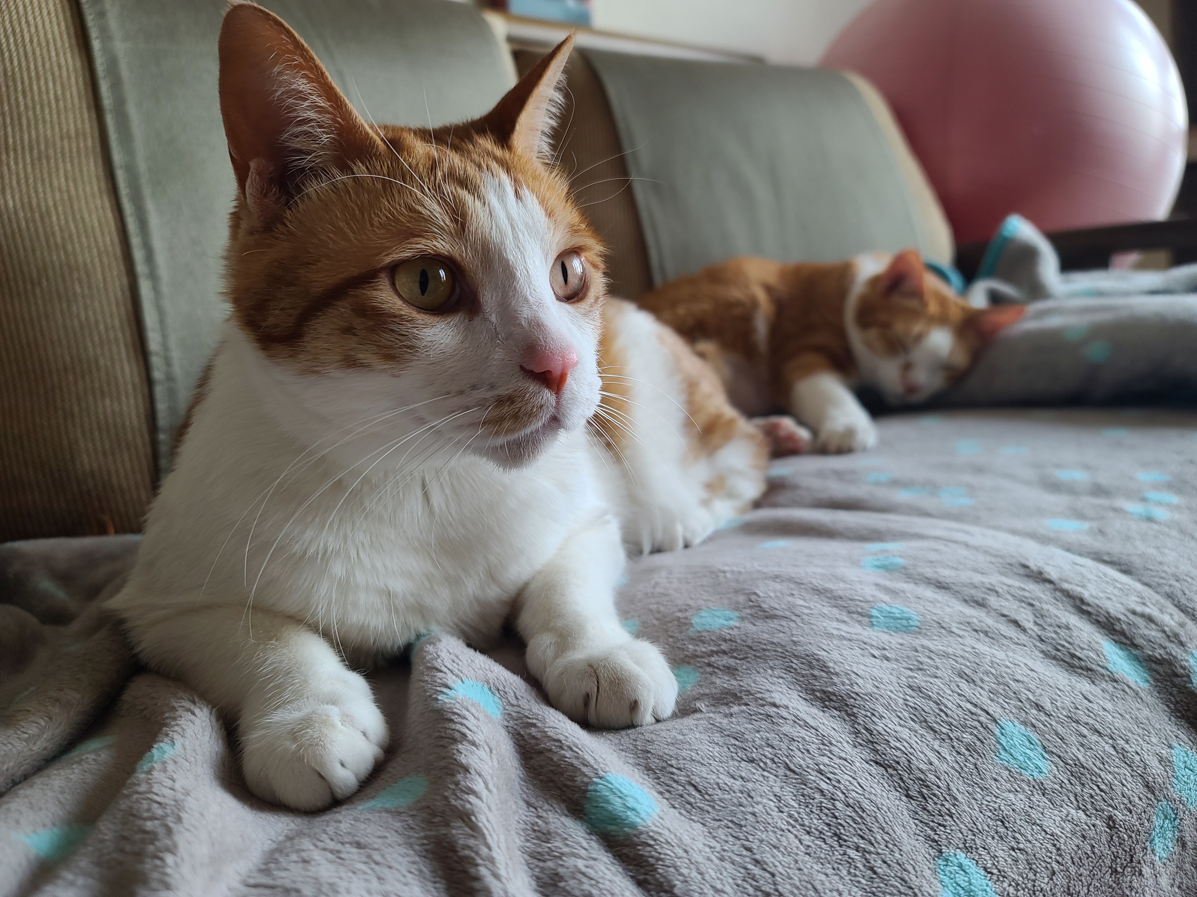 우리집 고양이들에게 치즈냥이 호야의 존재는..