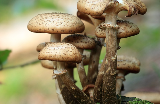 자연산 송이 버섯