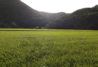 흰콩 파종시기와 거름 주는 방법 알아보기 1