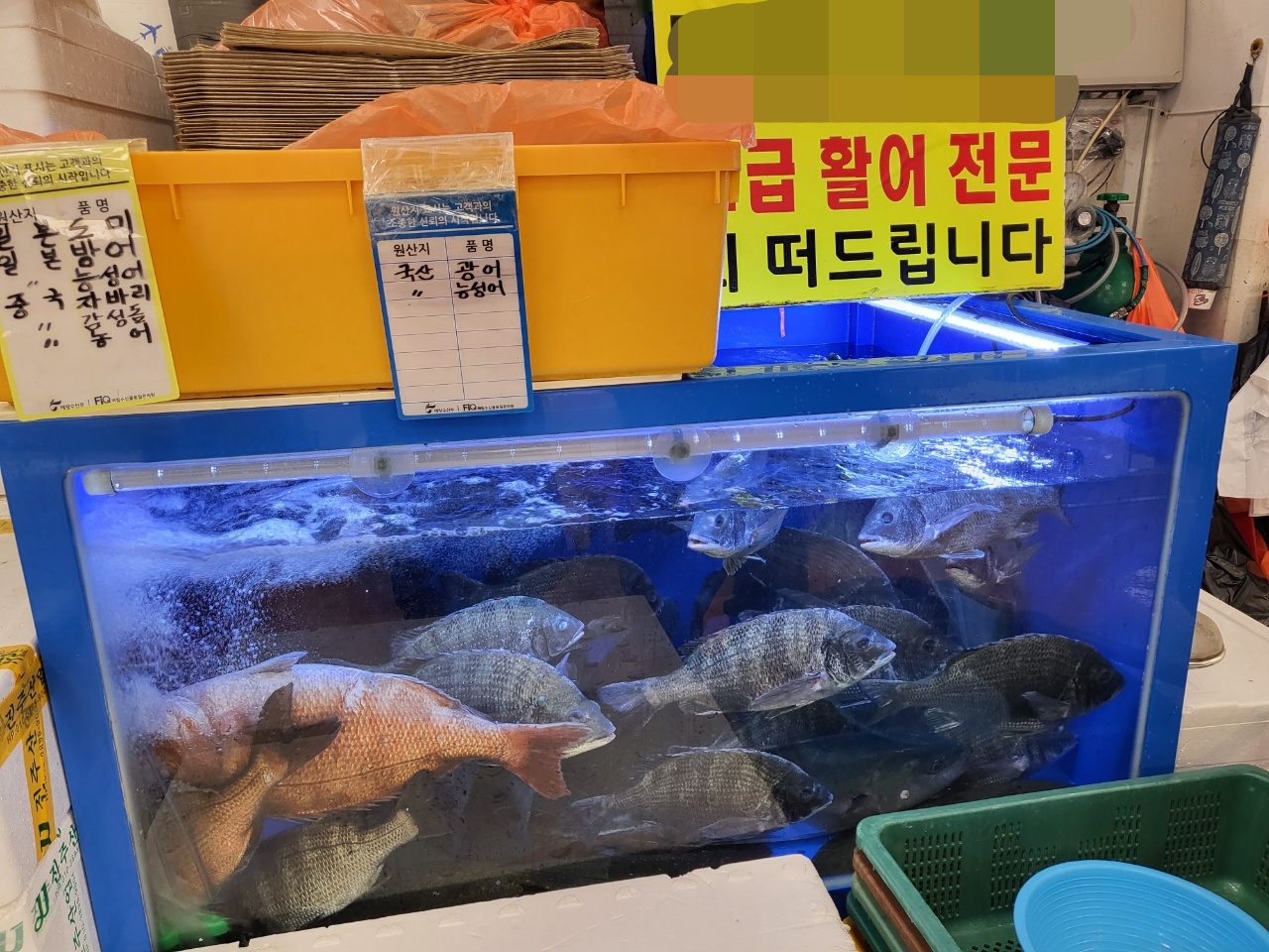 싱싱한 활어회