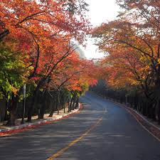 팔공산 단풍 명소