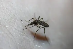 가을 모기 사진