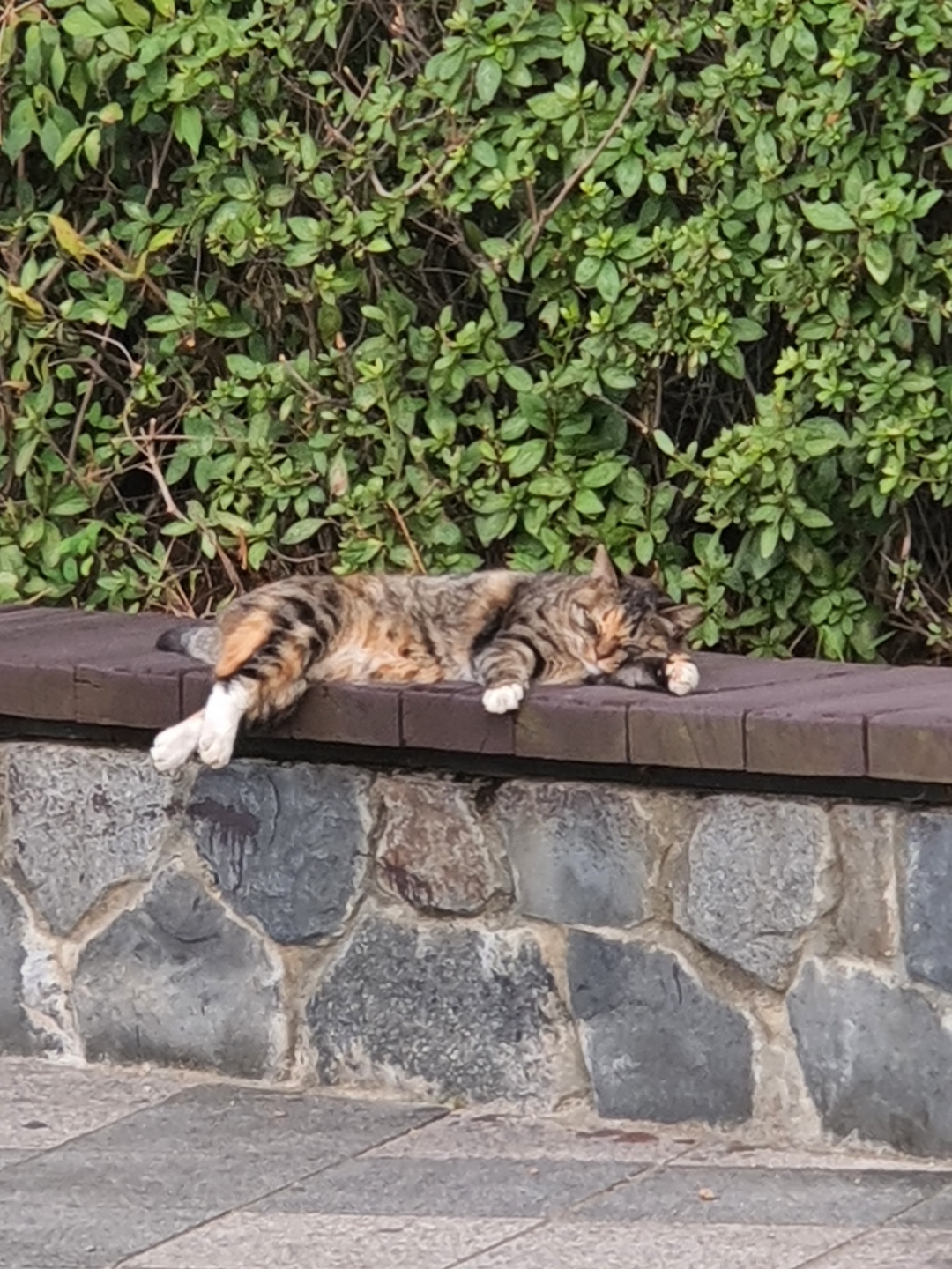 길고양이