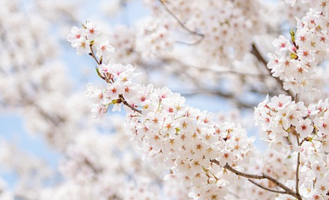 진해군항제 벚꽃 축제