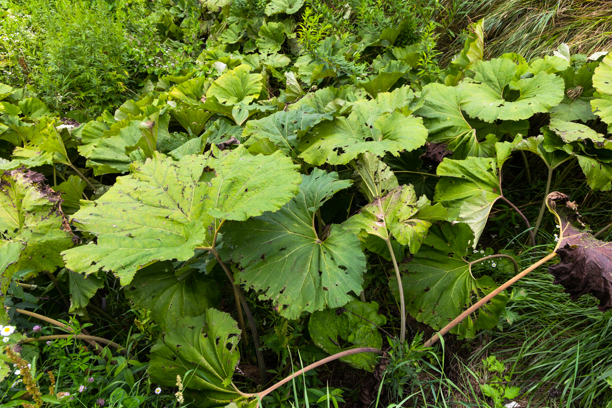 일본 머위, 아키타부키