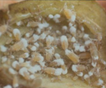 황철나무혹면충