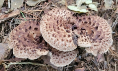 능이버섯 효능 총정리