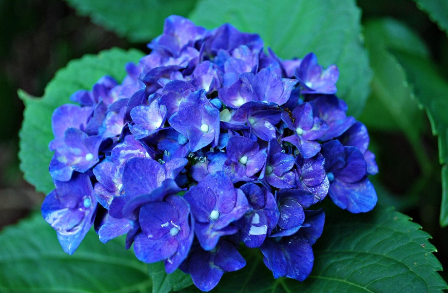 계절별수국, 봄수국, 여름수국, 늦여름수국