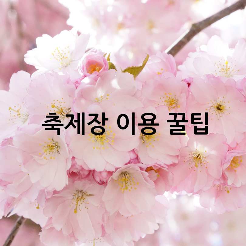 안동 벚꽃축제 2025