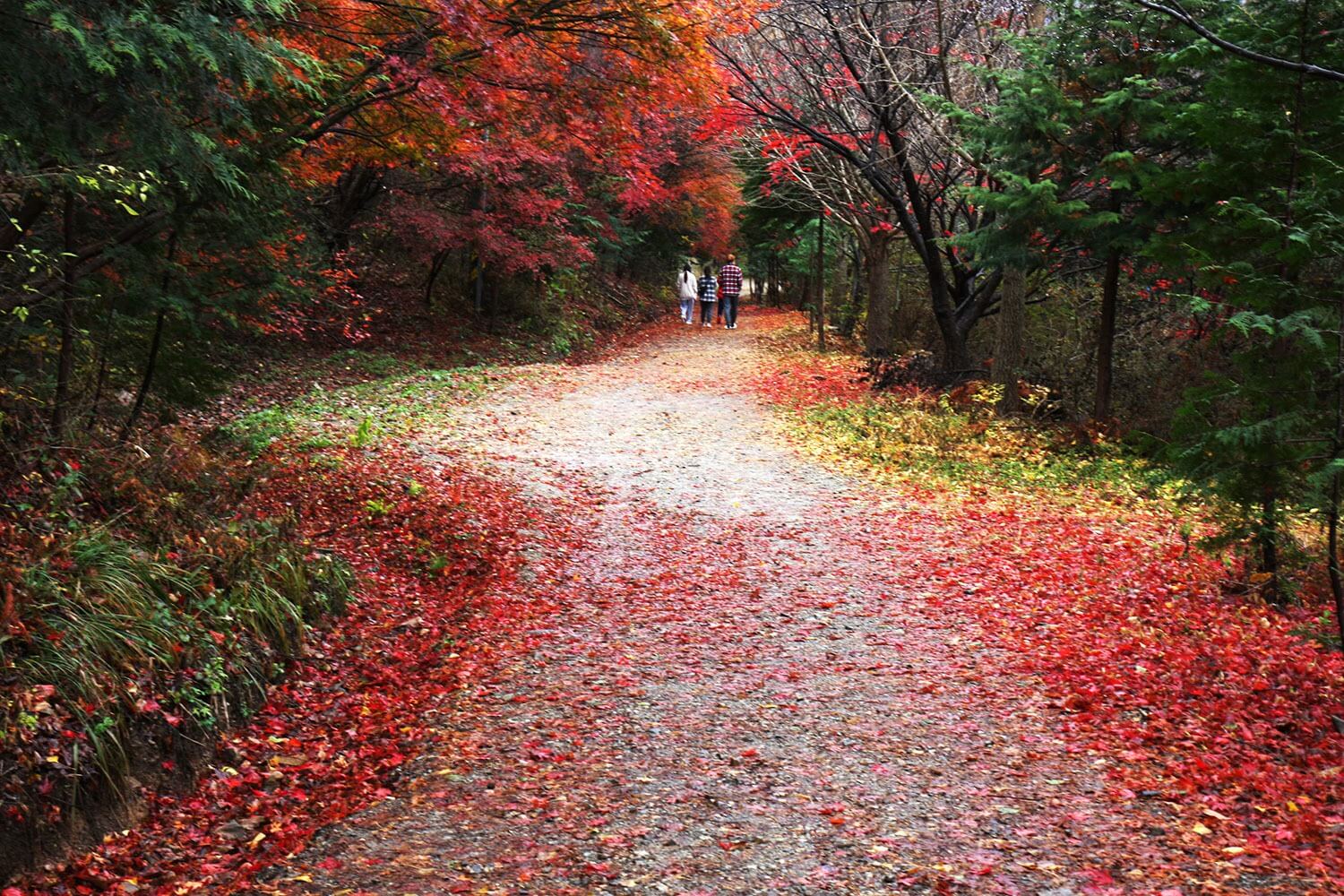 논산 온빛자연휴양림 단풍 명소 예약