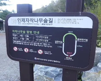 인제 자작나무숲_24