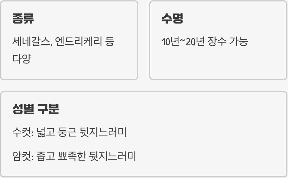 살아있는 화석 폴립테루스 키우기 A to Z