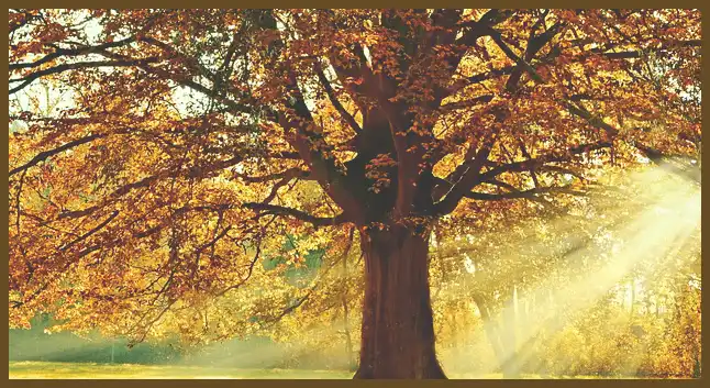 서울 근교 단풍 명소 (지금이 단풍 절정시기)