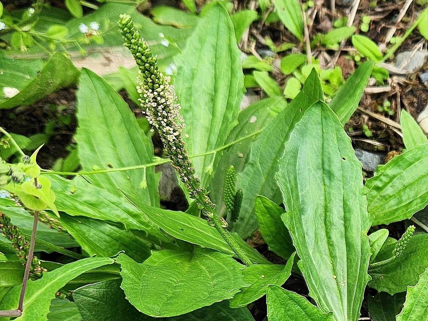 질경이 Asian plantain