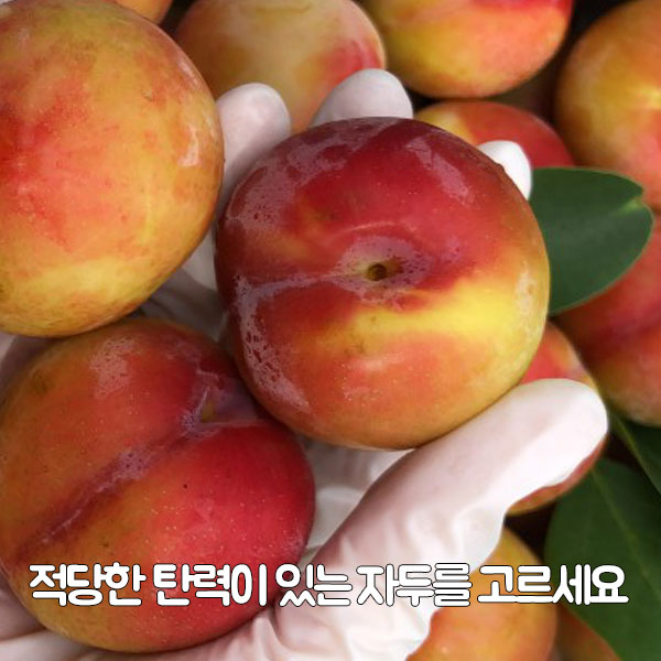 적당한 탄력이 있는 자두를 고르세요