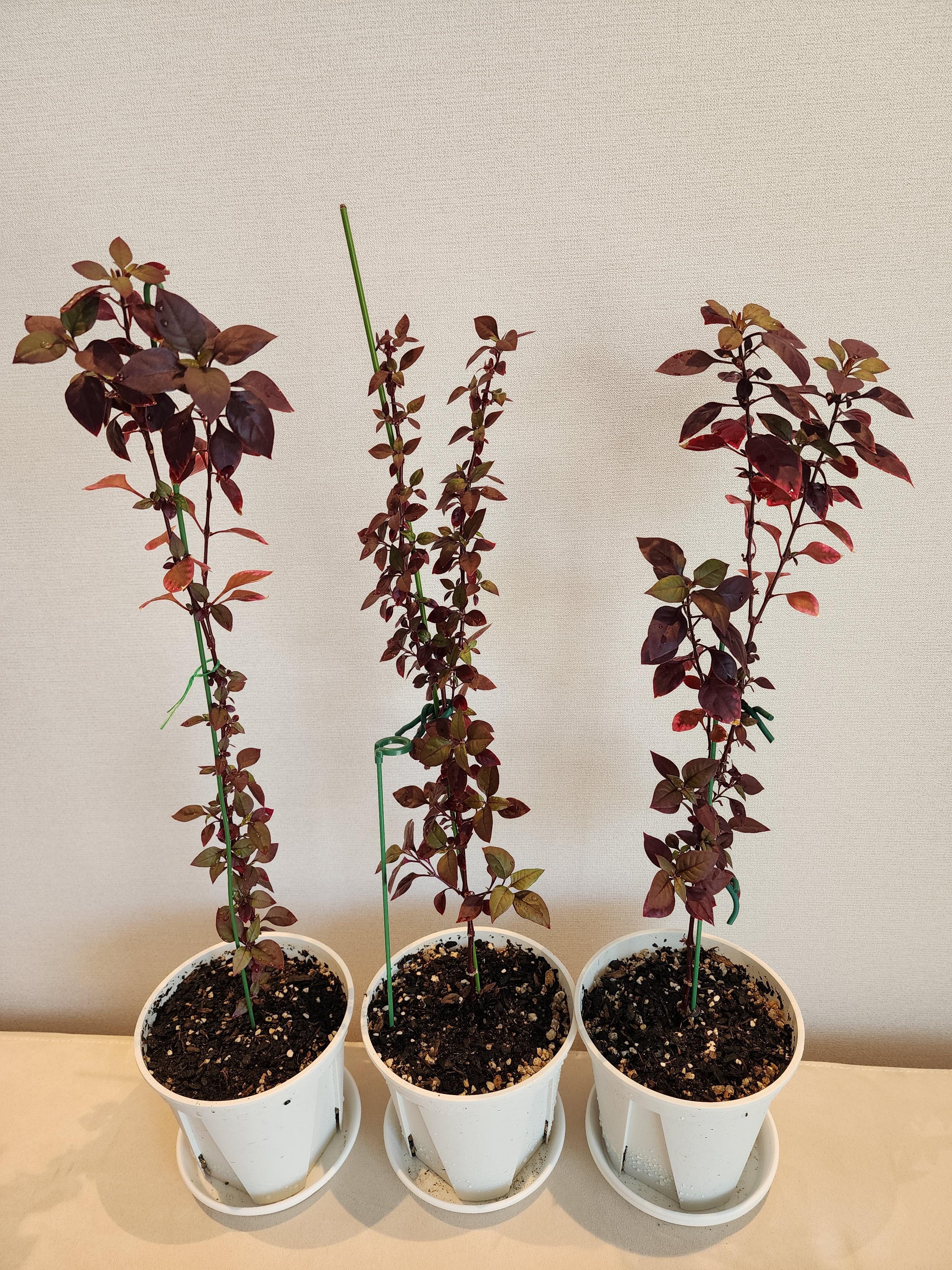 분갈이해준뒤 잘 성장중인 퍼플프린스