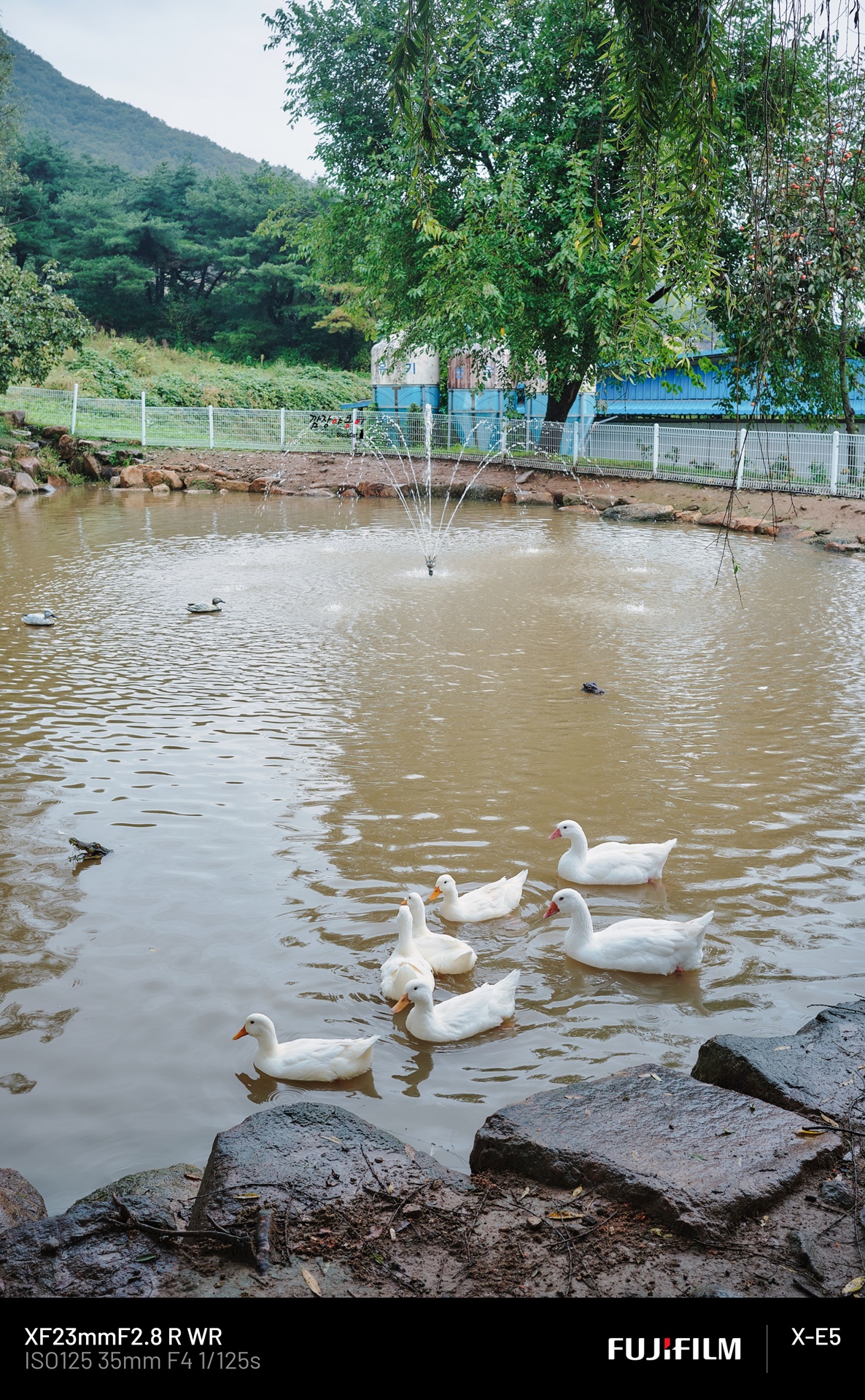 울산 하늘목장 백조 관람 구역