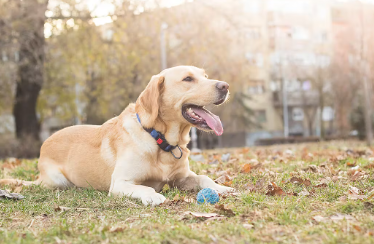 개가 꼬리를 높이 들고 리드미컬하게 흔들 때의 기분.