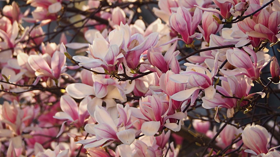 Magnolia