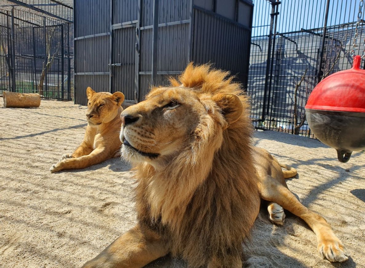아침고요가족동물원