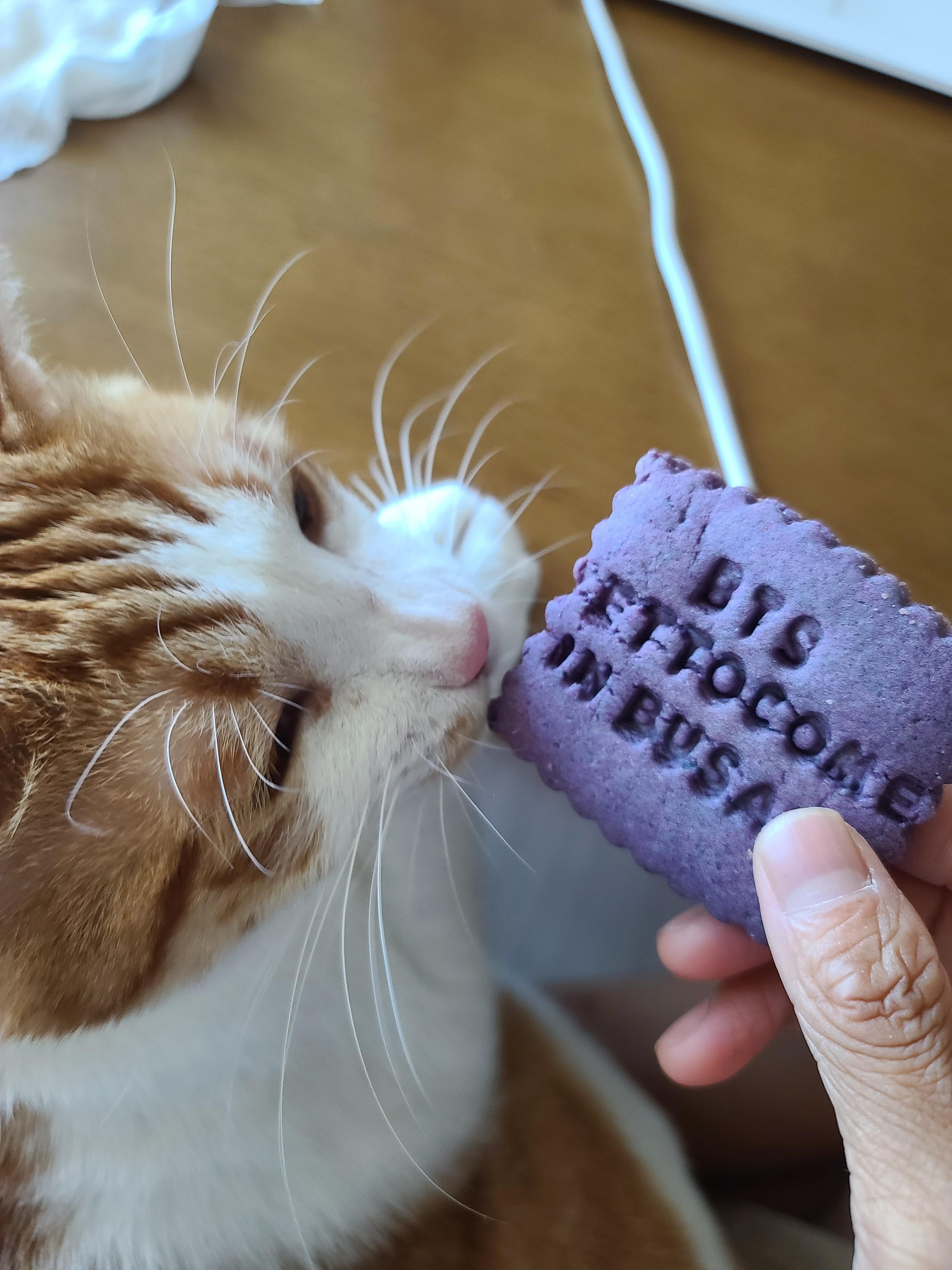 엄마손에 있는건 다 내꺼! 오랜만인 엄마랑의 오붓한 시간에 칭얼칭얼.